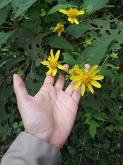 Rumfordia exauriculata