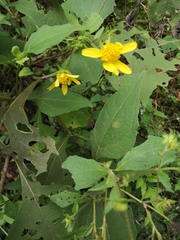 Rumfordia exauriculata