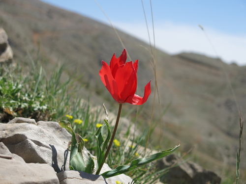 Tulipa agenensis, photograph 6