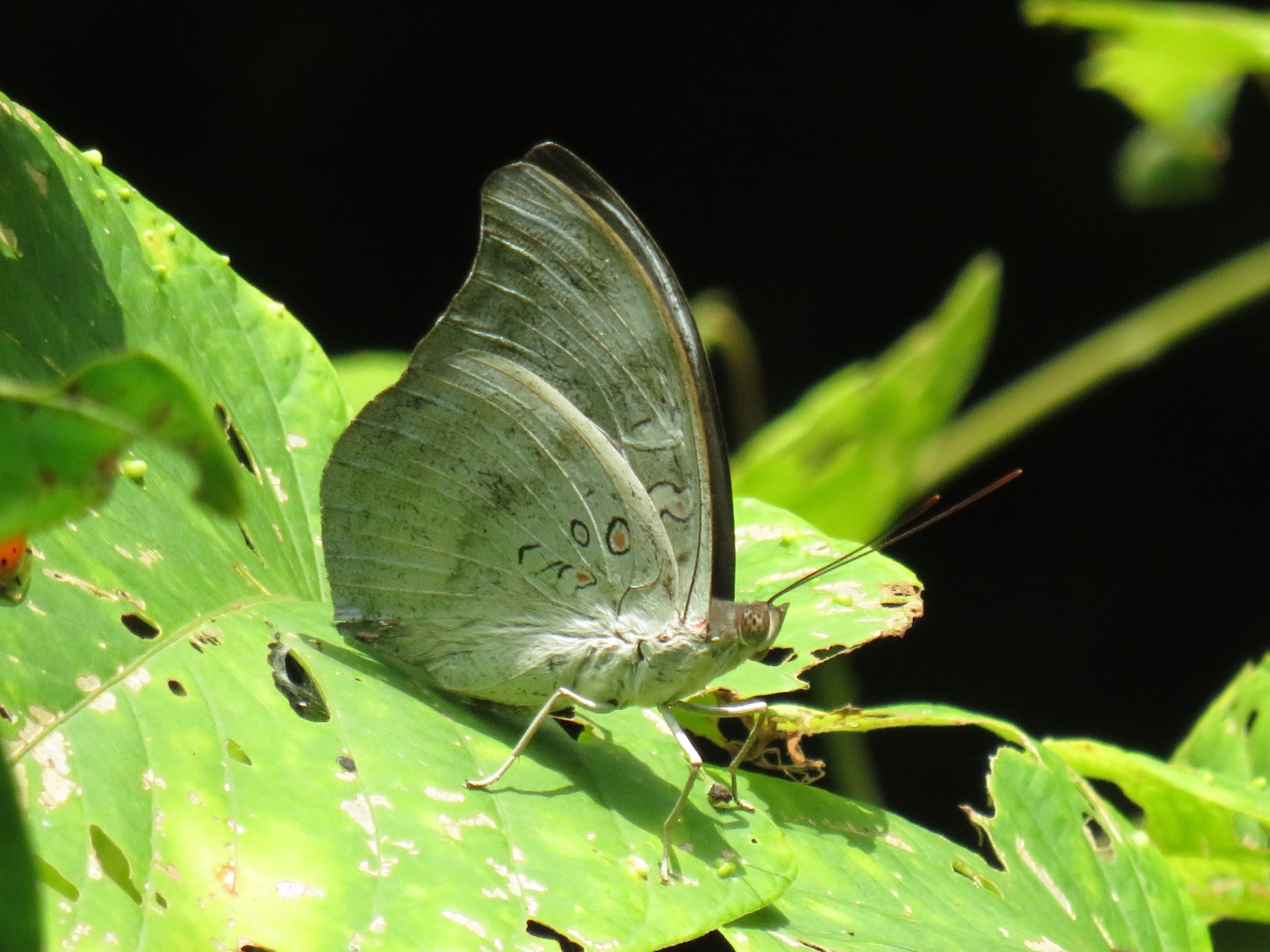 Redspot Duke