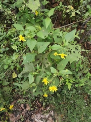 Rumfordia exauriculata