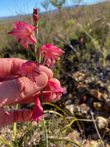 Rock Afrikaner (Gladiolus guthriei)