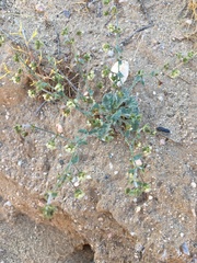 Eriogonum viridescens
