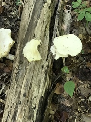 Fungi