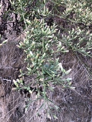 Baccharis plummerae plummerae