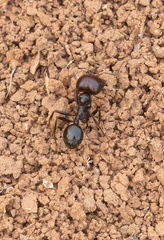 Messor barbarus