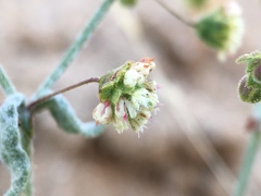 Eriogonum viridescens