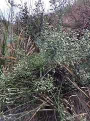 Baccharis plummerae plummerae
