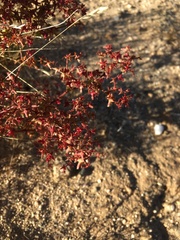 Centrostegia thurberi