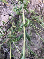 Baccharis plummerae plummerae