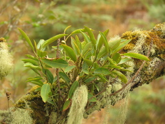 Sapium stylare