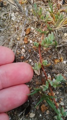 Lampranthus debilis