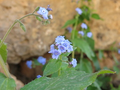Brunnera orientalis, photograph (c) Nachman bones, some rights reserved (CC BY)
