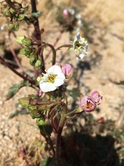 Chylismia claviformis claviformis