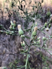 Baccharis plummerae plummerae