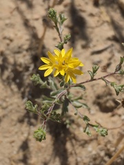 Lessingia tenuis