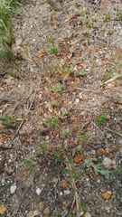 Lampranthus debilis