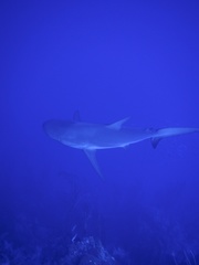 Carcharhinus perezii