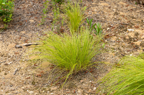 Carex biwensis iNat (1)