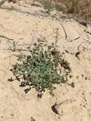 Eriogonum viridescens