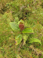 Meriania macrophylla peltata