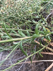 Baccharis plummerae plummerae