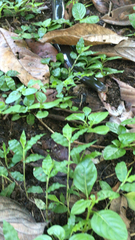 Typhlopidae