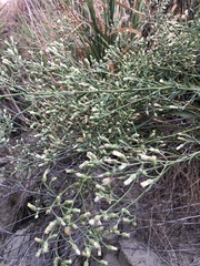 Baccharis plummerae plummerae