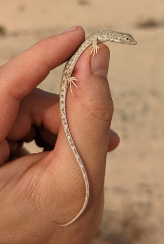 Blanford's Short-Nosed Desert Lizard, Mesalina brevirostris