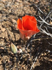 Calochortus kennedyi kennedyi