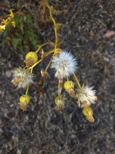 Image of Packera breweri by (c) Matt Berger, some rights reserved (CC BY)