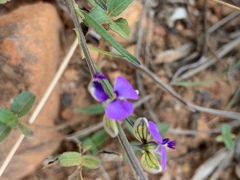 Polygala producta