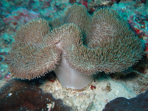 Sarcophyton observed 2025-05-18