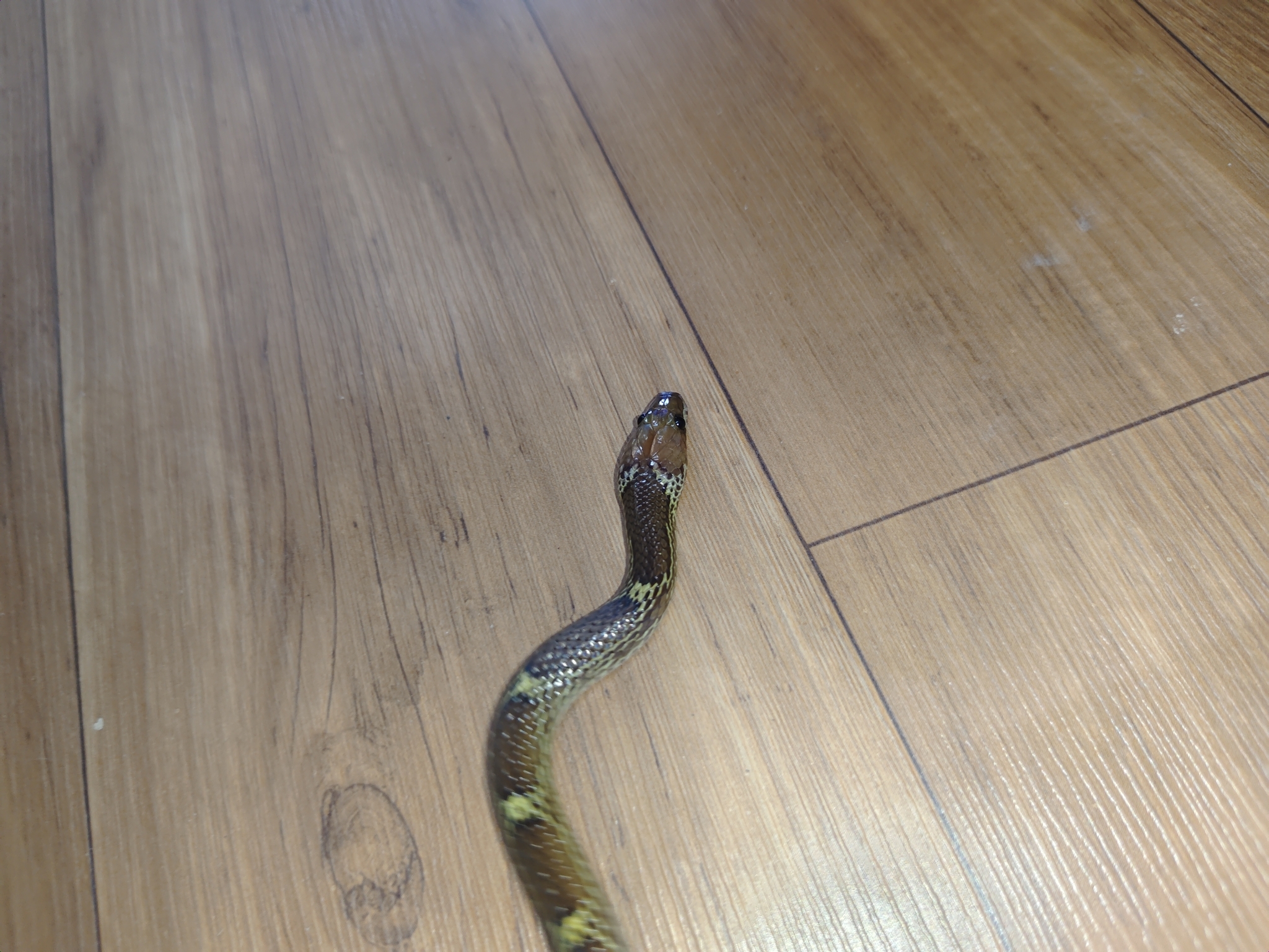 Indian Wolf Snakes