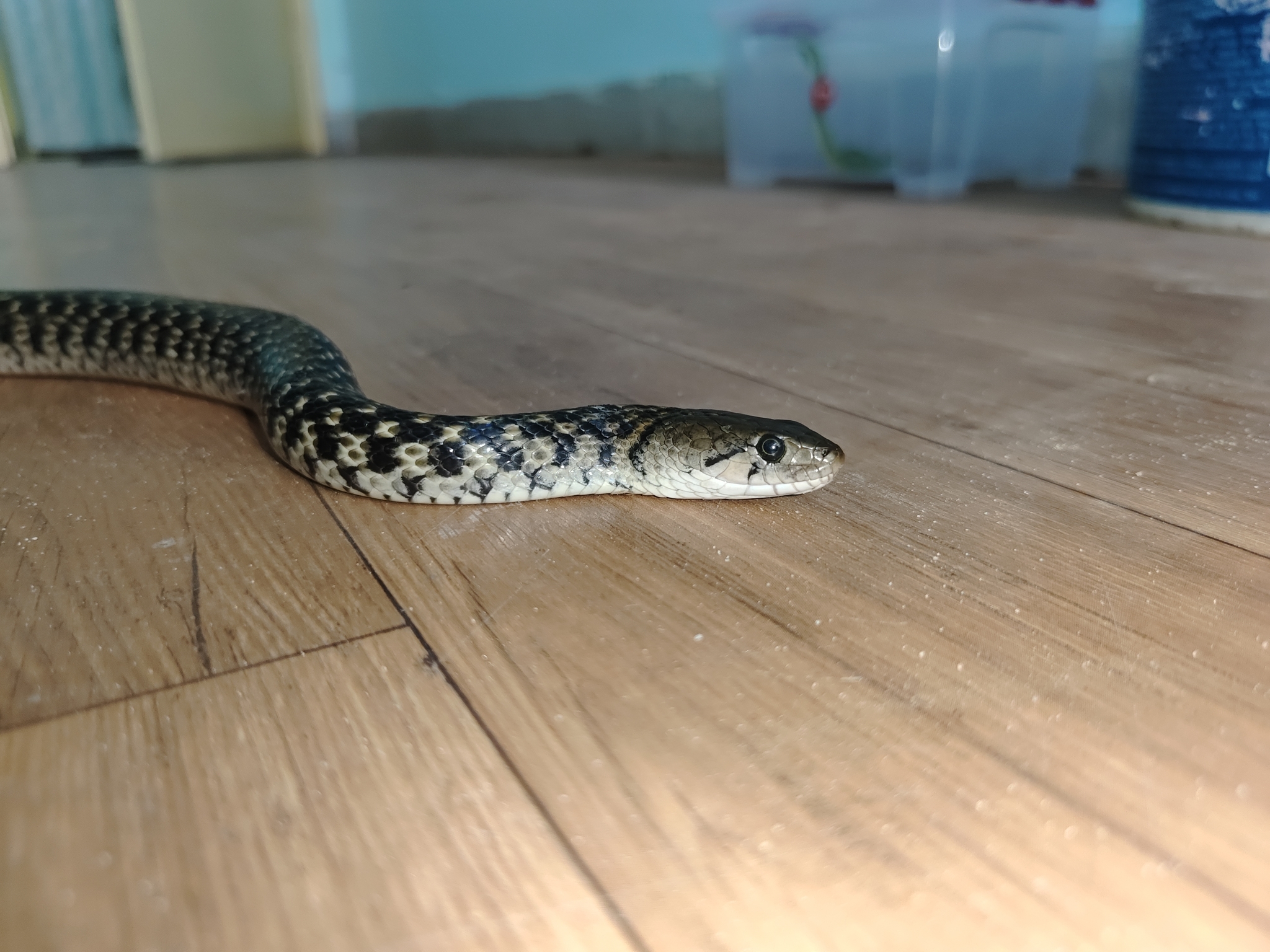 Asiatic water snake
