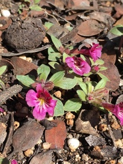 Diplacus constrictus