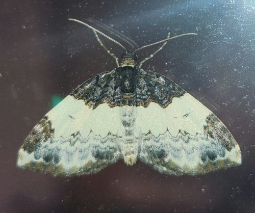 White-ribboned Carpet Moth