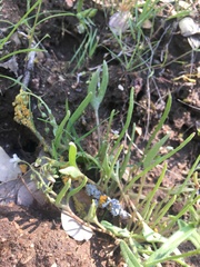 Claytonia parviflora viridis
