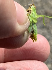 Orchelimum gladiator