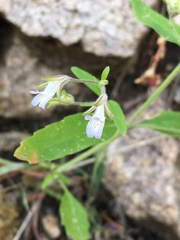 Collinsia childii