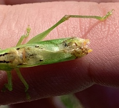 Orchelimum gladiator