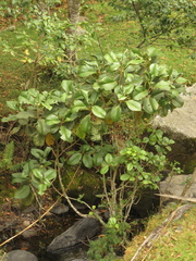 Hieronyma macrocarpa