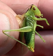 Orchelimum gladiator