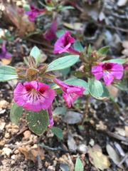 Diplacus constrictus