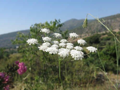 Pimpinella peregrina, photograph 5