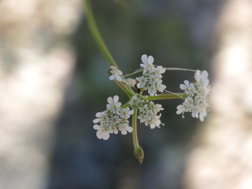 Pimpinella peregrina, photograph 6