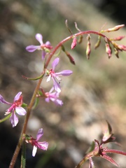 Clarkia heterandra