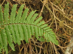Dryopteris wallichiana