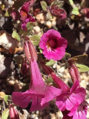 Diplacus constrictus