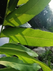 Acrostichum danaeifolium